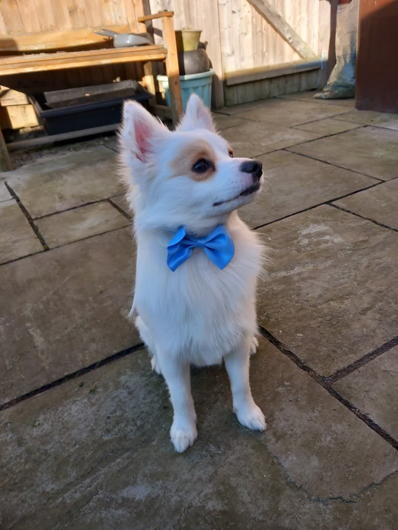 A fluffy white Japanese Spitz in a bow tie after grooming in the yard at The Barn