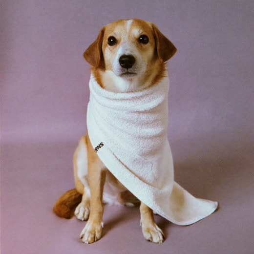 A small dog wrapped in a towel after a bath