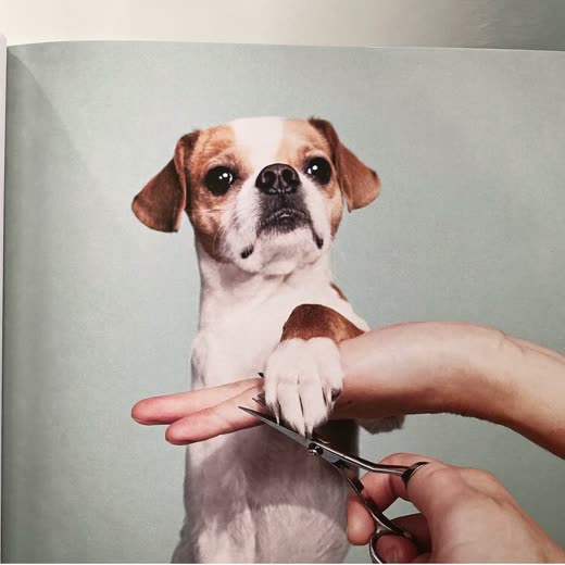 A dog's paw held in a groomer's hands during a nail trim