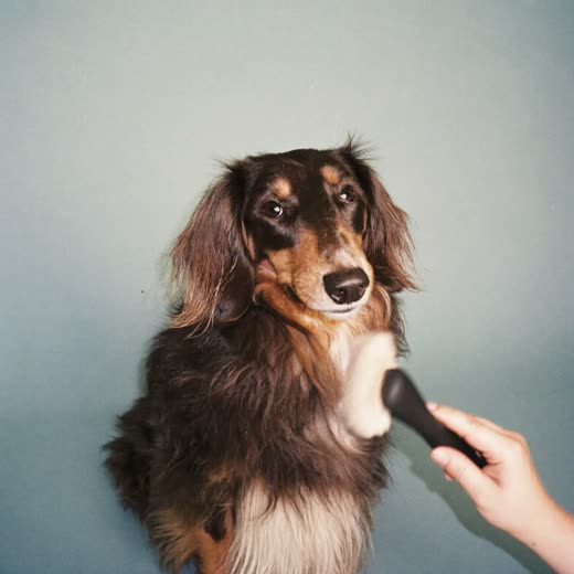 A long-coated dog being brushed during a de-shed