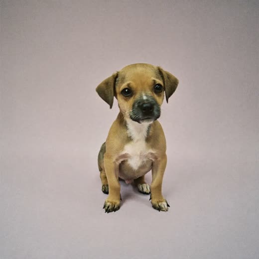 A puppy sitting on a pastel backdrop during its first groom